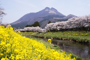 四季の由布岳