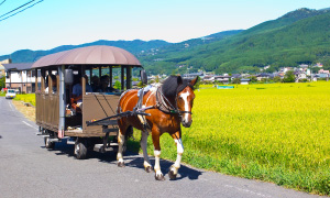 観光辻馬車