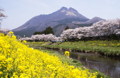 四季の由布岳