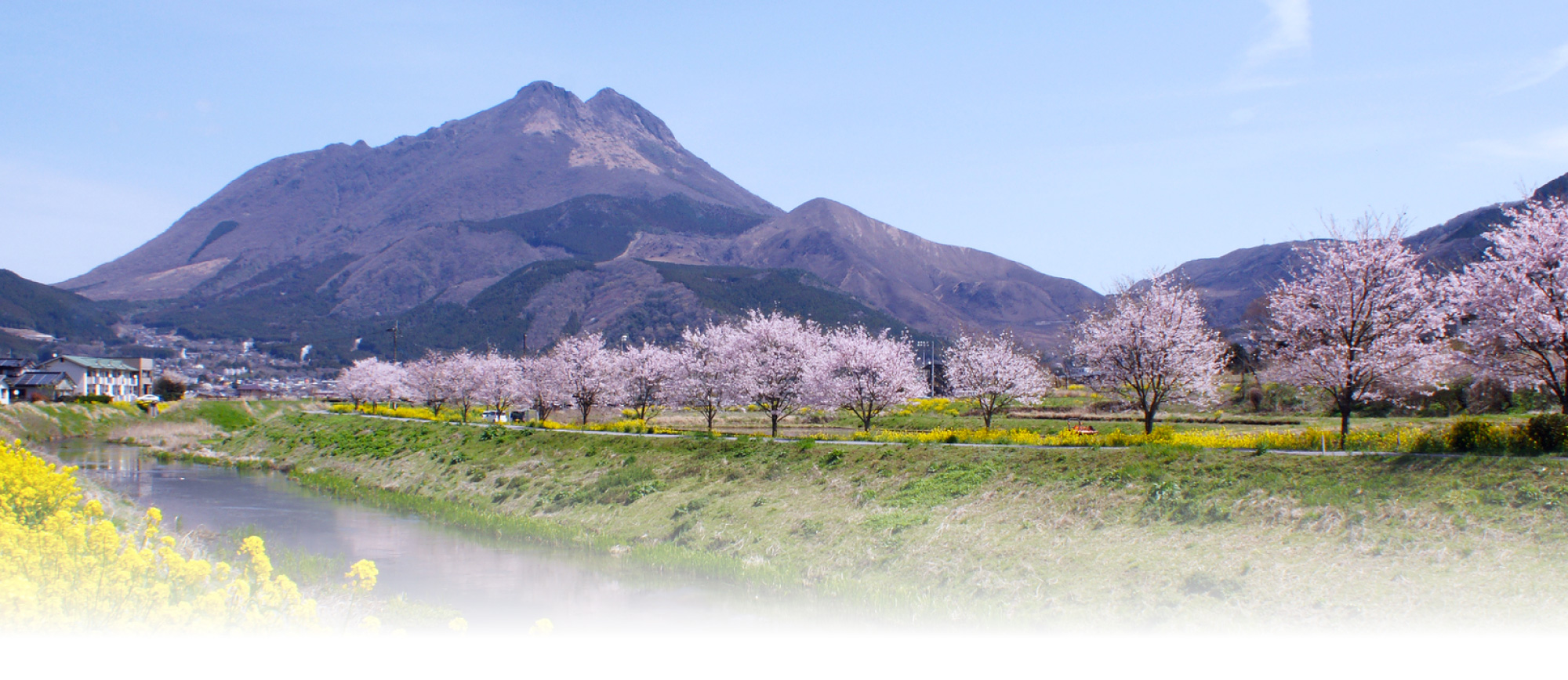 四季の由布岳 春